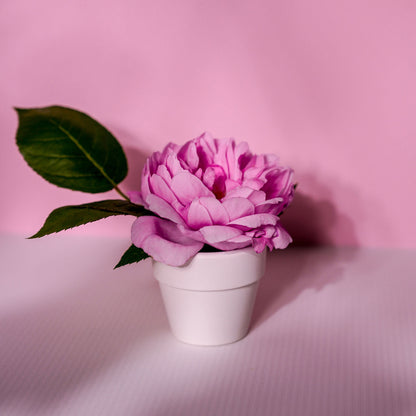 Small Plant Pot